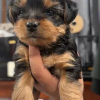 Lola , a female Yorkshire Terrier for sale in Woodhaven, NY – Photo 3 of 5