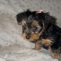 Lola , a female Yorkshire Terrier for sale in Woodhaven, NY – Photo 1 of 5