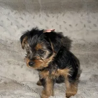 Lola , a female Yorkshire Terrier for sale in Woodhaven, NY – Photo 4 of 5