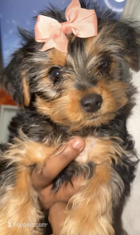 Lola  – Yorkshire Terrier puppy on hold in Woodhaven, NY