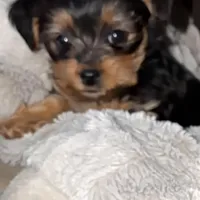 Lola , a female Yorkshire Terrier for sale in Woodhaven, NY – Photo 2 of 5