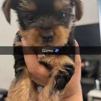 Gizmo, a male Yorkshire Terrier for sale in Woodhaven, NY – Photo 5 of 5