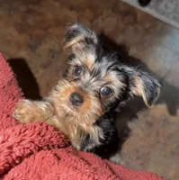 Gizmo, a male Yorkshire Terrier for sale in Woodhaven, NY – Photo 4 of 5