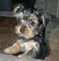 Gizmo, a male Yorkshire Terrier for sale in Woodhaven, NY – Photo 1 of 5