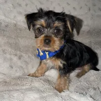Gizmo, a male Yorkshire Terrier for sale in Woodhaven, NY – Photo 3 of 5