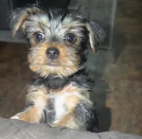Gizmo, a male Yorkshire Terrier for sale in Woodhaven, NY – Photo 2 of 5