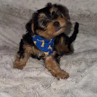 Biggie, a male Yorkshire Terrier for sale in Woodhaven, NY – Photo 3 of 3