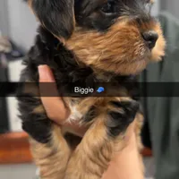 Biggie, a male Yorkshire Terrier for sale in Woodhaven, NY – Photo 2 of 3