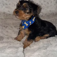 Biggie, a male Yorkshire Terrier for sale in Woodhaven, NY – Photo 1 of 3