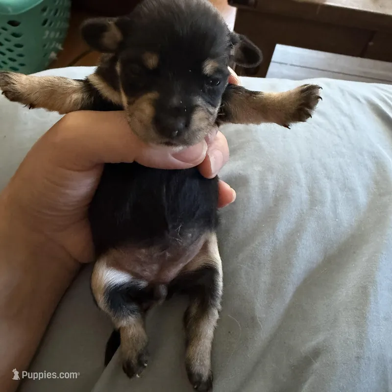 Breezy – Miniature Dachshund puppy for sale in Oxford, MA