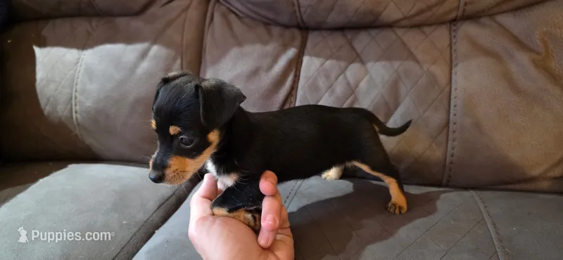 Breezy – Miniature Dachshund puppy for sale in Oxford, MA