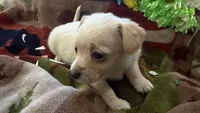 Lily, a female Miniature Dachshund for sale in Oxford, MA – Photo 2 of 5