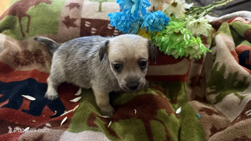 Hiker, a male Miniature Dachshund for sale in Oxford, MA – Photo 1 of 5