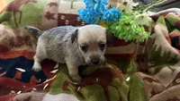 Hiker, a male Miniature Dachshund for sale in Oxford, MA – Photo 1 of 5