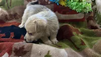 Miyagi , a male Miniature Dachshund for sale in Oxford, MA – Photo 6 of 8
