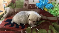 Miyagi , a male Miniature Dachshund for sale in Oxford, MA – Photo 8 of 8