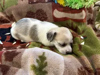 Daisy, a female Miniature Dachshund for sale in Oxford, MA – Photo 5 of 5