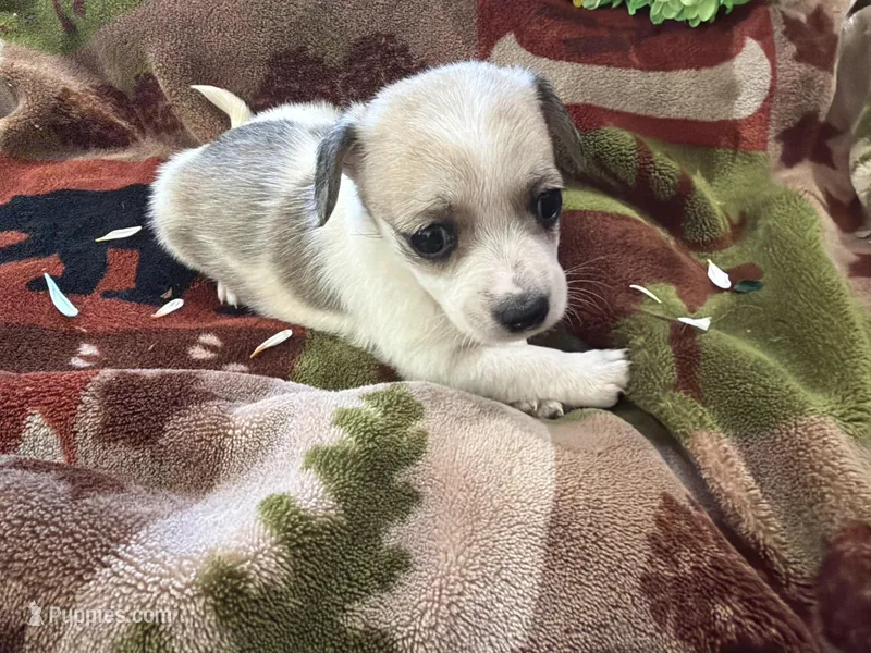 Daisy – Miniature Dachshund puppy for sale in Oxford, MA