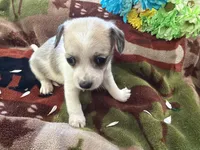 Daisy, a female Miniature Dachshund for sale in Oxford, MA – Photo 4 of 5