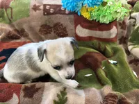 Daisy, a female Miniature Dachshund for sale in Oxford, MA – Photo 2 of 5