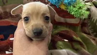 Acorn, a male Miniature Dachshund for sale in Oxford, MA – Photo 2 of 7