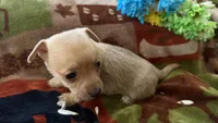 Acorn, a male Miniature Dachshund for sale in Oxford, MA – Photo 4 of 7