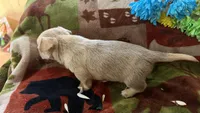 Acorn, a male Miniature Dachshund for sale in Oxford, MA – Photo 7 of 7