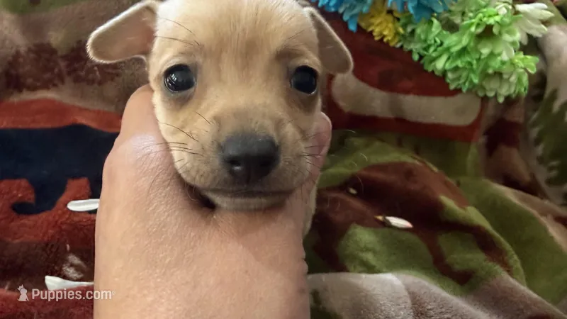 Acorn, a male Miniature Dachshund for sale in Oxford, MA – Photo 1 of 7