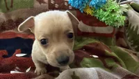 Acorn, a male Miniature Dachshund for sale in Oxford, MA – Photo 3 of 7