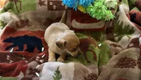 Cedar , a male Miniature Dachshund for sale in Oxford, MA – Photo 5 of 5