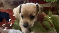 Cedar , a male Miniature Dachshund for sale in Oxford, MA – Photo 2 of 5