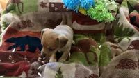 Cedar , a male Miniature Dachshund for sale in Oxford, MA – Photo 4 of 5