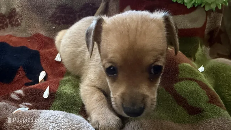 Cedar , a male Miniature Dachshund for sale in Oxford, MA – Photo 1 of 5