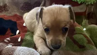Cedar , a male Miniature Dachshund for sale in Oxford, MA – Photo 1 of 5
