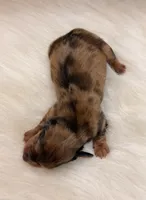 Maple, a female Miniature Dachshund for sale in Bowling Green, KY – 3 of 3