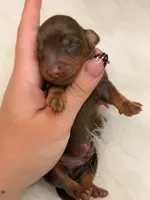 Copper, a male Miniature Dachshund for sale in Bowling Green, KY – 2 of 3