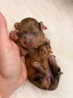 Maple, a female Miniature Dachshund for sale in Bowling Green, KY – 2 of 3