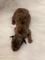 Hazel, a female Miniature Dachshund for sale in Bowling Green, KY – 3 of 3