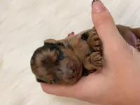 Scarlet, a female Miniature Dachshund for sale in Bowling Green, KY – 2 of 3
