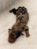 Scarlet, a female Miniature Dachshund for sale in Bowling Green, KY – 3 of 3
