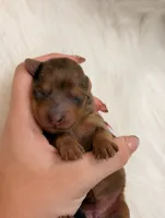 Hazel, a female Miniature Dachshund for sale in Bowling Green, KY – 2 of 3