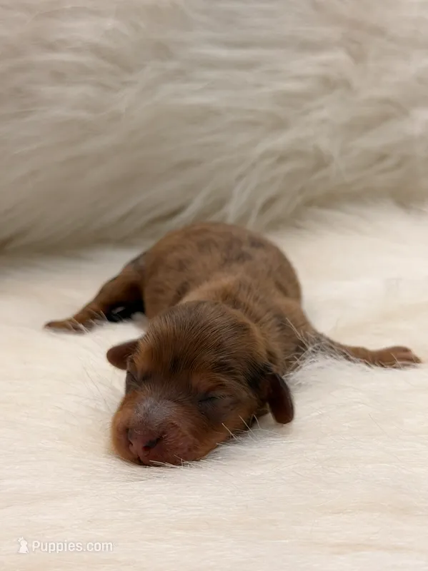 Hazel – Miniature Dachshund puppy for sale in Bowling Green, KY