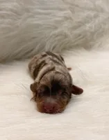 Oakley, a male Miniature Dachshund for sale in Bowling Green, KY – 1 of 3