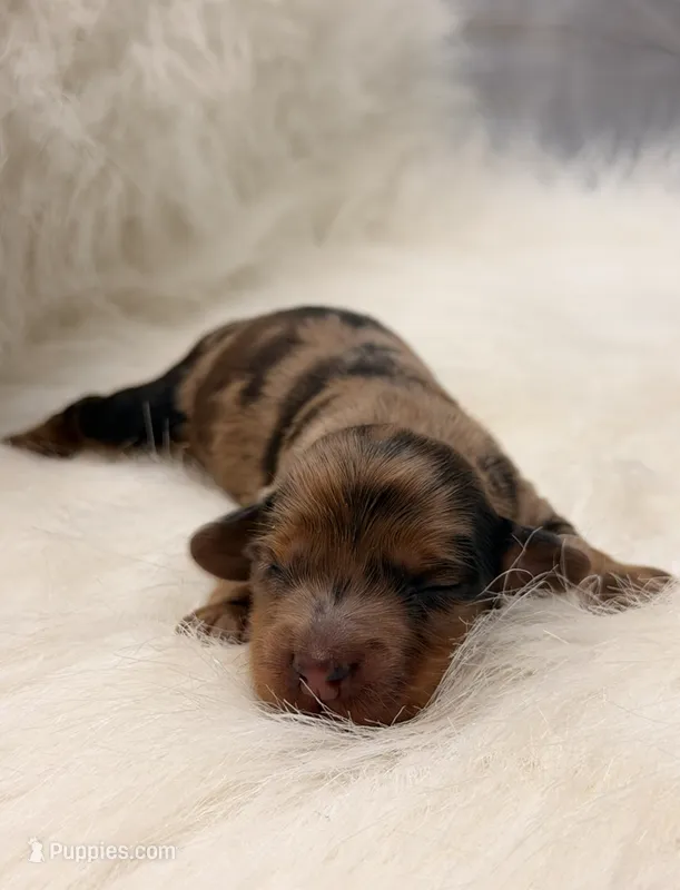 Scarlet – Miniature Dachshund puppy for sale in Bowling Green, KY