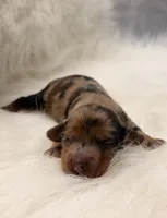 Scarlet, a female Miniature Dachshund for sale in Bowling Green, KY – 1 of 3