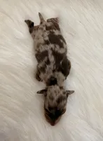Oakley, a male Miniature Dachshund for sale in Bowling Green, KY – 3 of 3