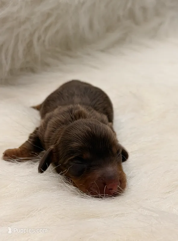 Copper – Miniature Dachshund puppy for sale in Bowling Green, KY
