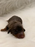 Copper, a male Miniature Dachshund for sale in Bowling Green, KY – 1 of 3