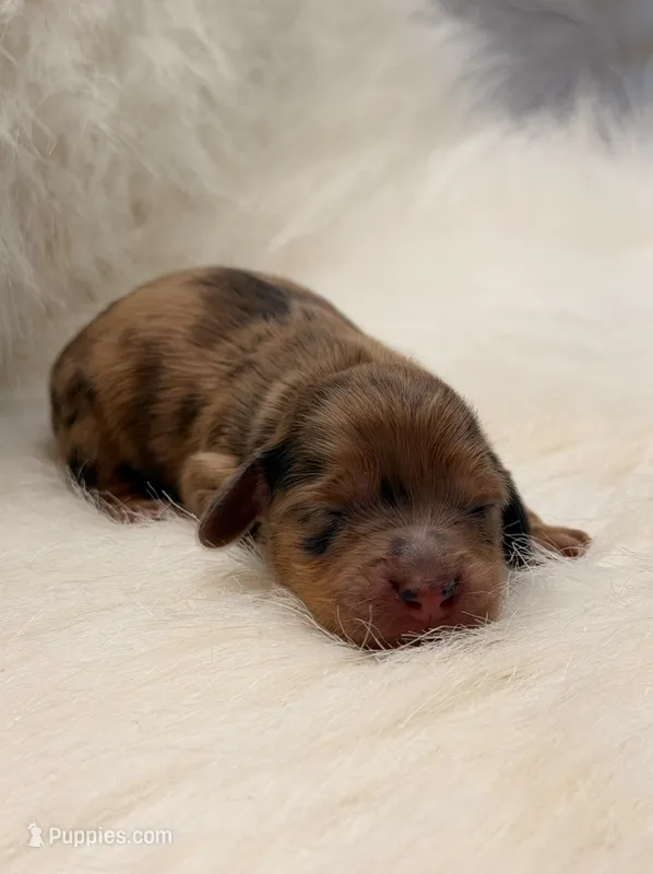 Maple – Miniature Dachshund puppy for sale in Bowling Green, KY