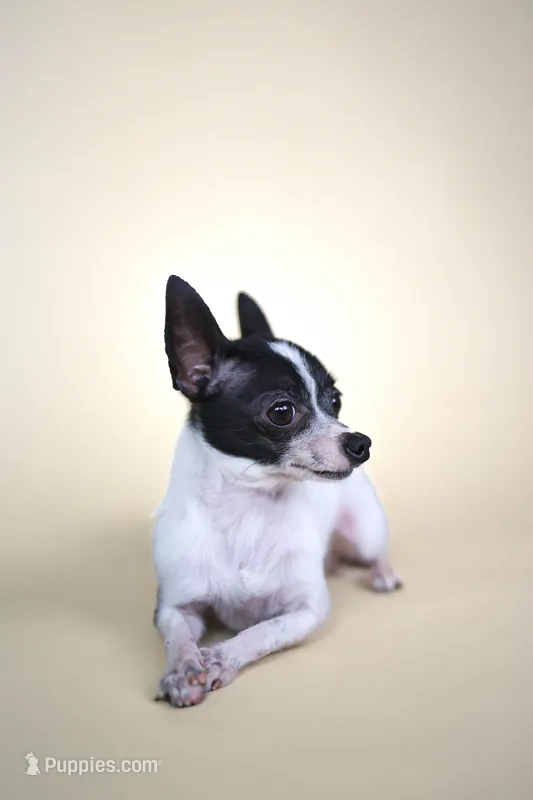 Rosco, a male Chihuahua for sale in Bakersfield, CA – Photo 1 of 1